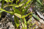 Sharpsepal beardtongue